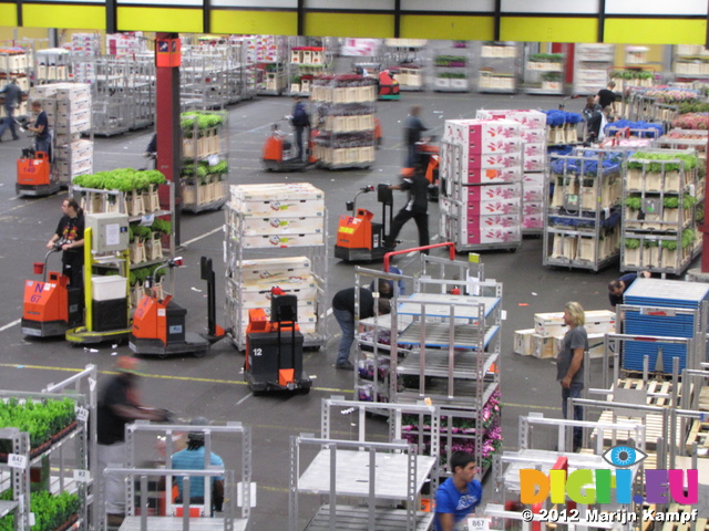 SX23929 Dropped flowers in Bloemenveiling Aalsmeer FloraHolland Flower Auction